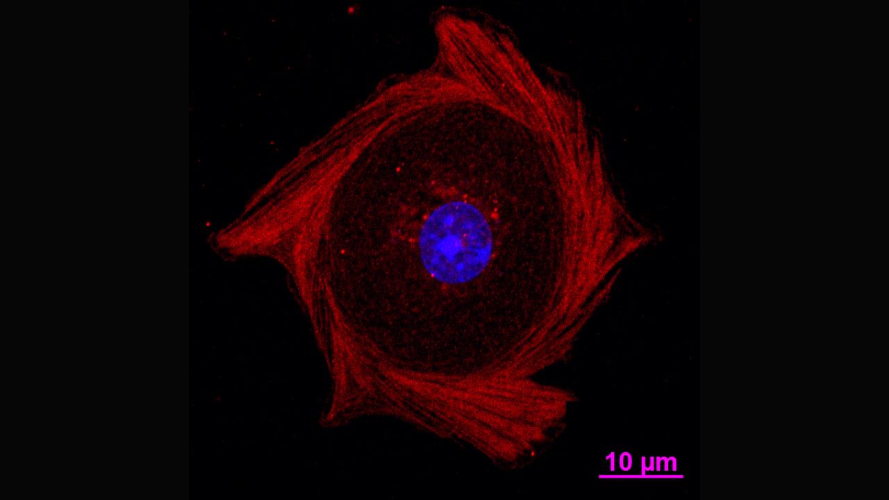 Selected Publications | Vagelos College of Physicians and Surgeons, image size:1280x720