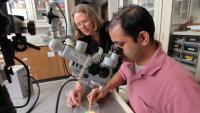 Two researchers looking at a sample in a petri dish