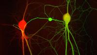 Two neurons, one red and one green, reaching projections towards each other