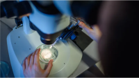 A researcher watches the CRISPR/Cas9 process through a stereomicroscope at the Max-Delbrueck-Centre for Molecular Medicine.