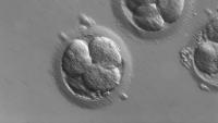 early human embryos seen under microscope