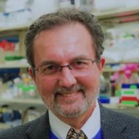 Wellington V. Cardoso, MD, PhD Profile Headshot