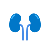 illustration of the kidneys