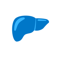 illustration of a liver